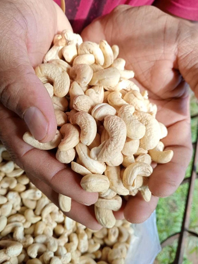 Freshly harvested Vijayshree Konkan cashews held in hand